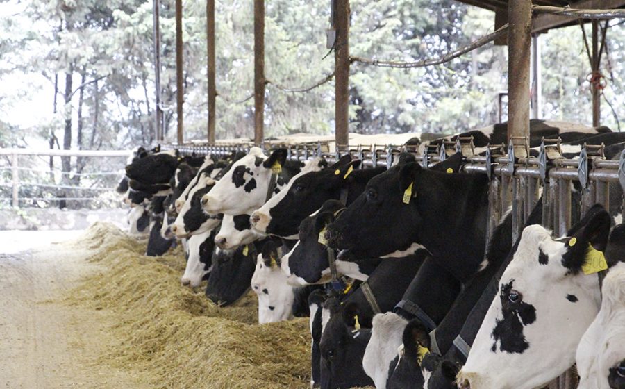 Fressende Holsteinkühe in den USA