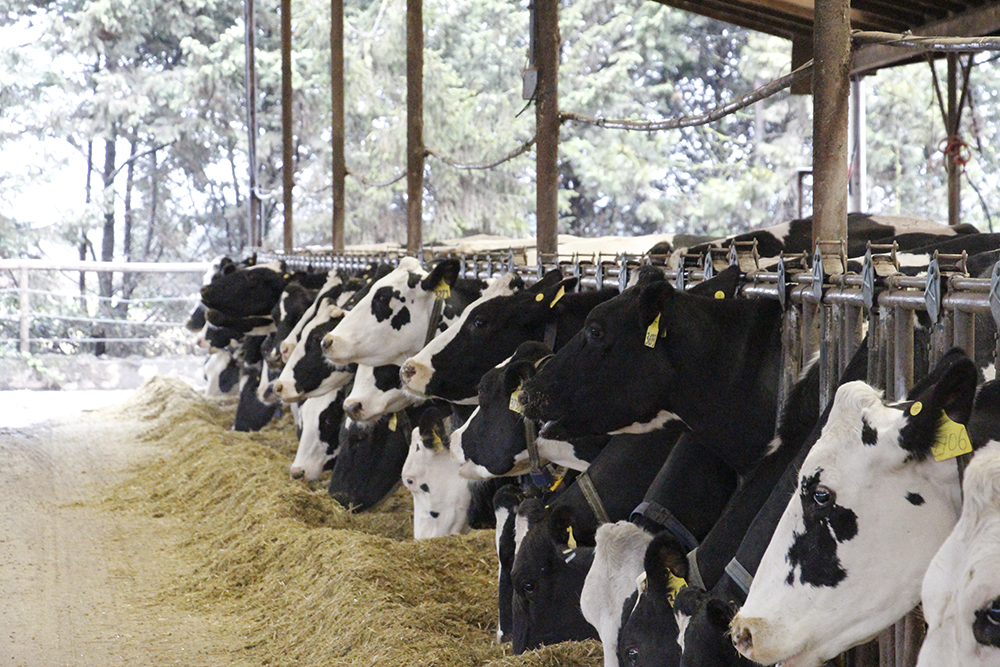 Fressende Holsteinkühe in den USA