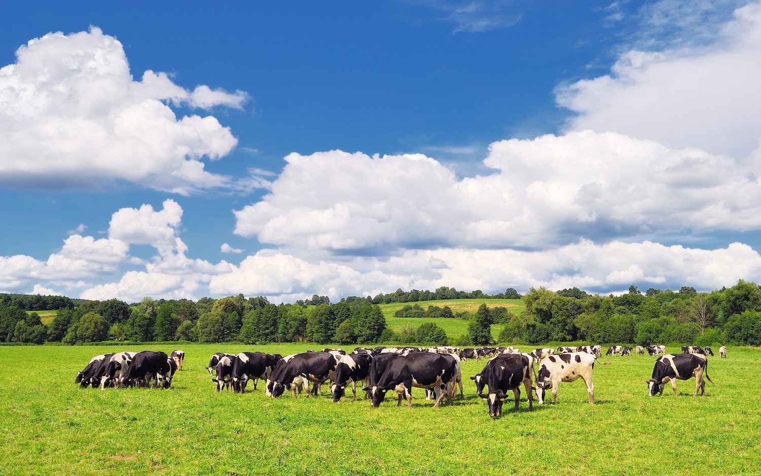 Holstein Kühe auf der Weide
