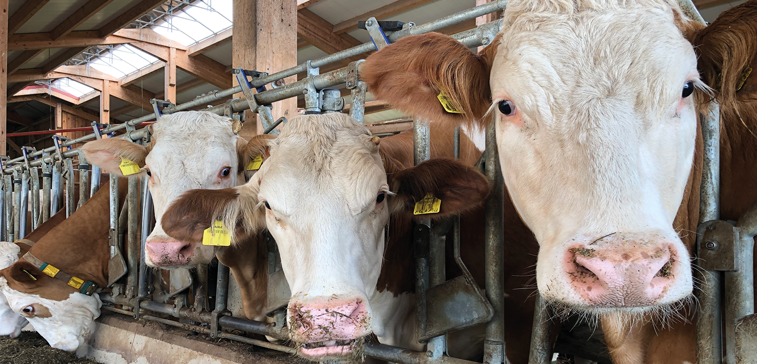 Stress in dairy cows: Stress factors and their harmful effects
