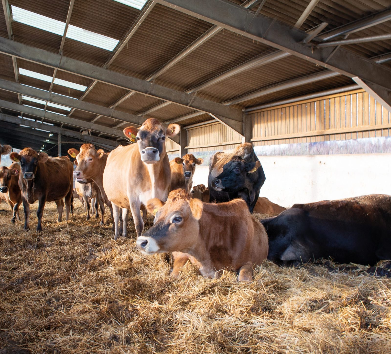 Jersey cows in the barn
