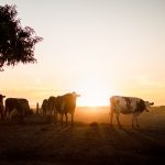 Cows on farm at sunset