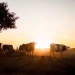 Holstein cows on the pasture with sunset