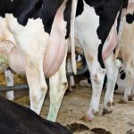 Udders of Holstein cows