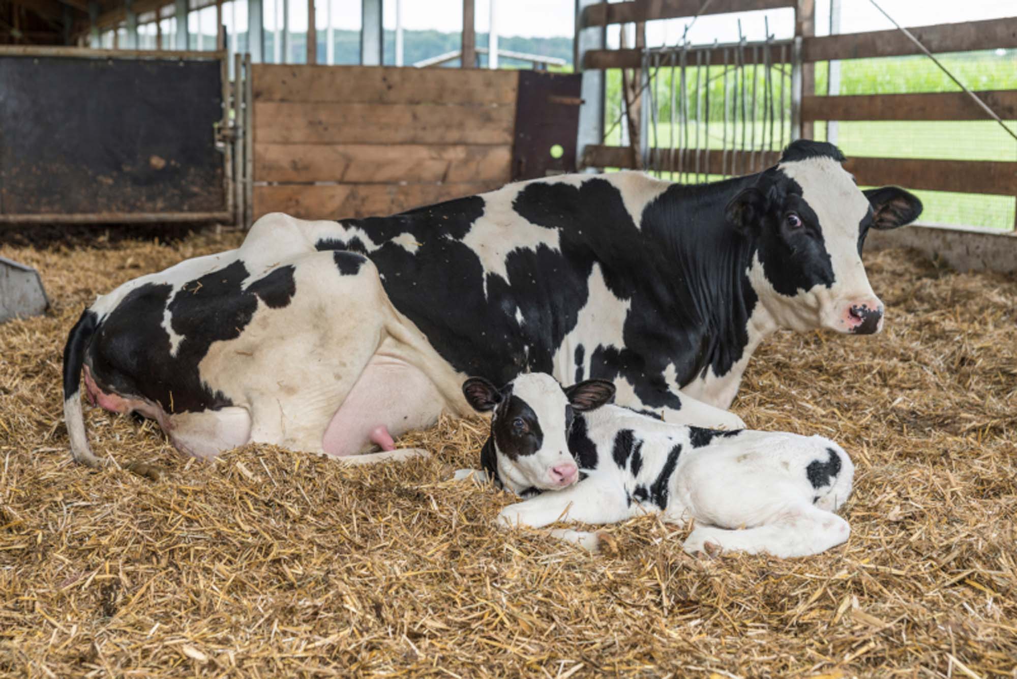 Holstein cow with calf lying on straw