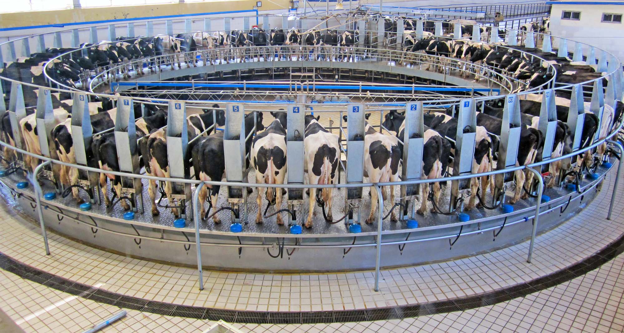 Holstein cows in the milking carousel