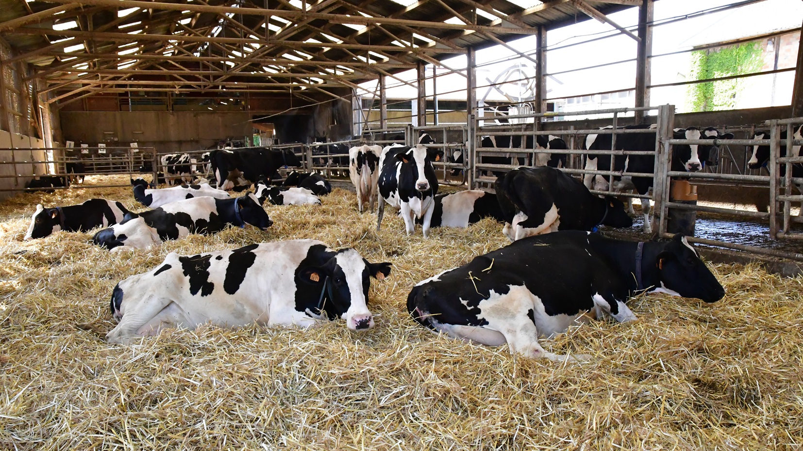 Lying cows in a stable that ruminate