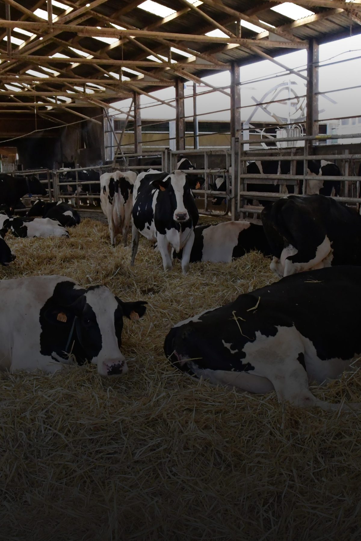 Lying cows in a stable that ruminate