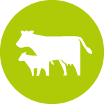 animal welfare and cow knowledge