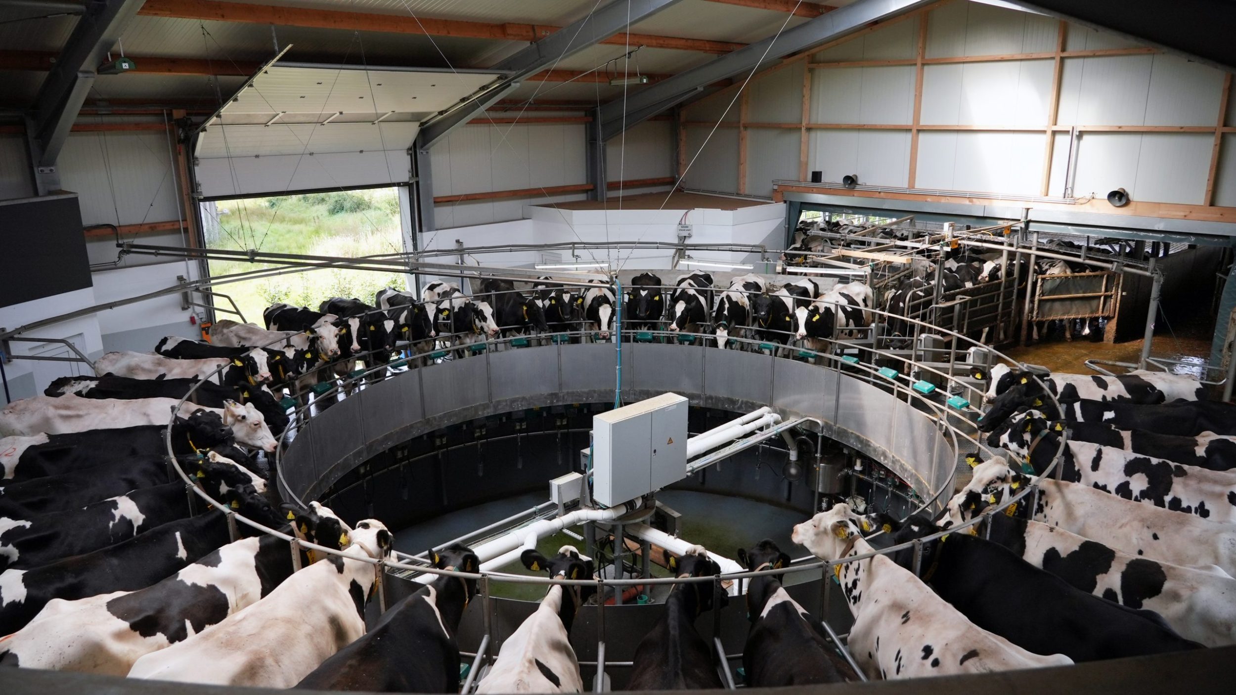 Milking carousel with Fleckvieh cows