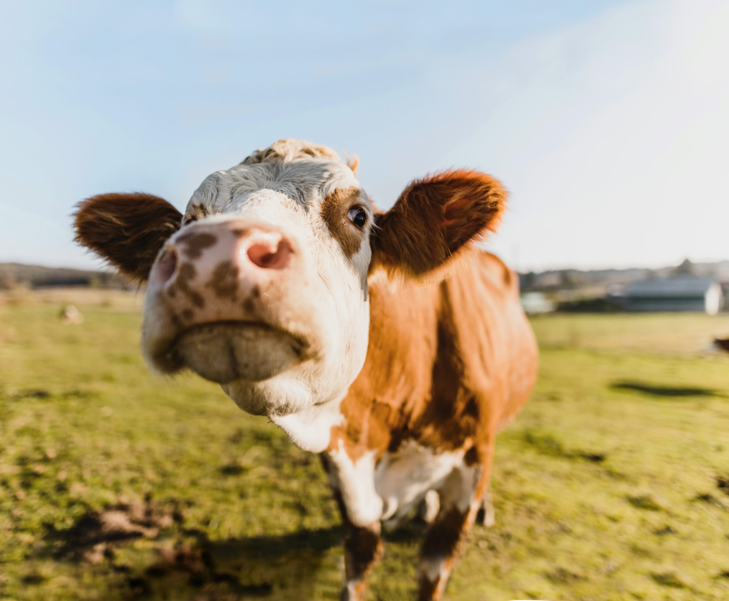 symbolic image of bluetongue disease in ruminants