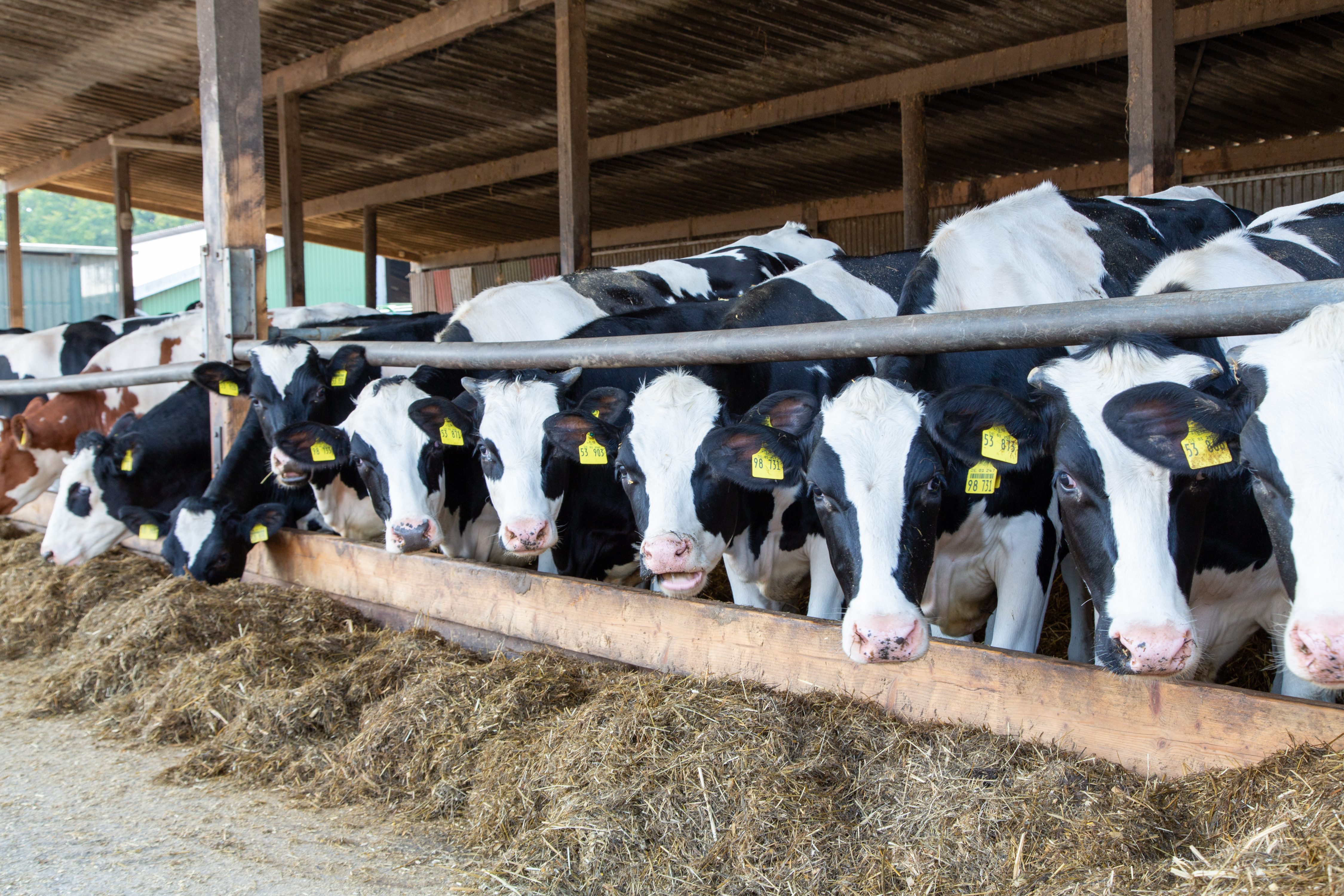 Holstein cows in a free stall