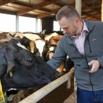 smaXtec farmer looking at a Holstein cow