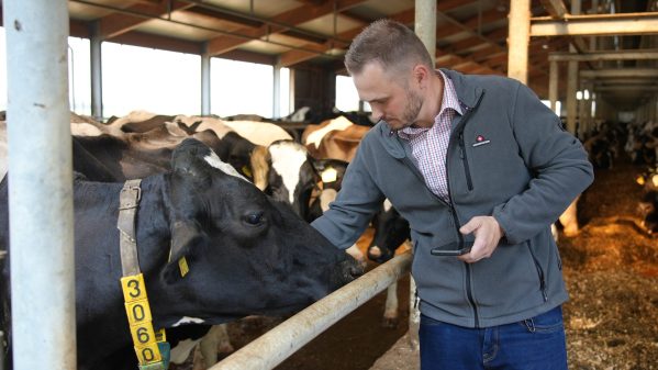 smaXtec farmer looking at a Holstein cow