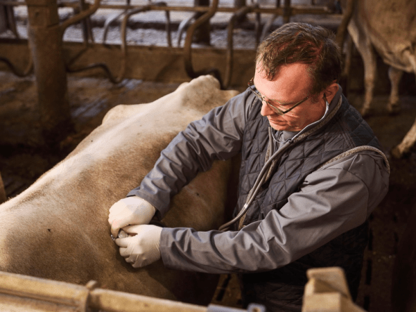 Ein Tierarzt untersucht eine Kuh