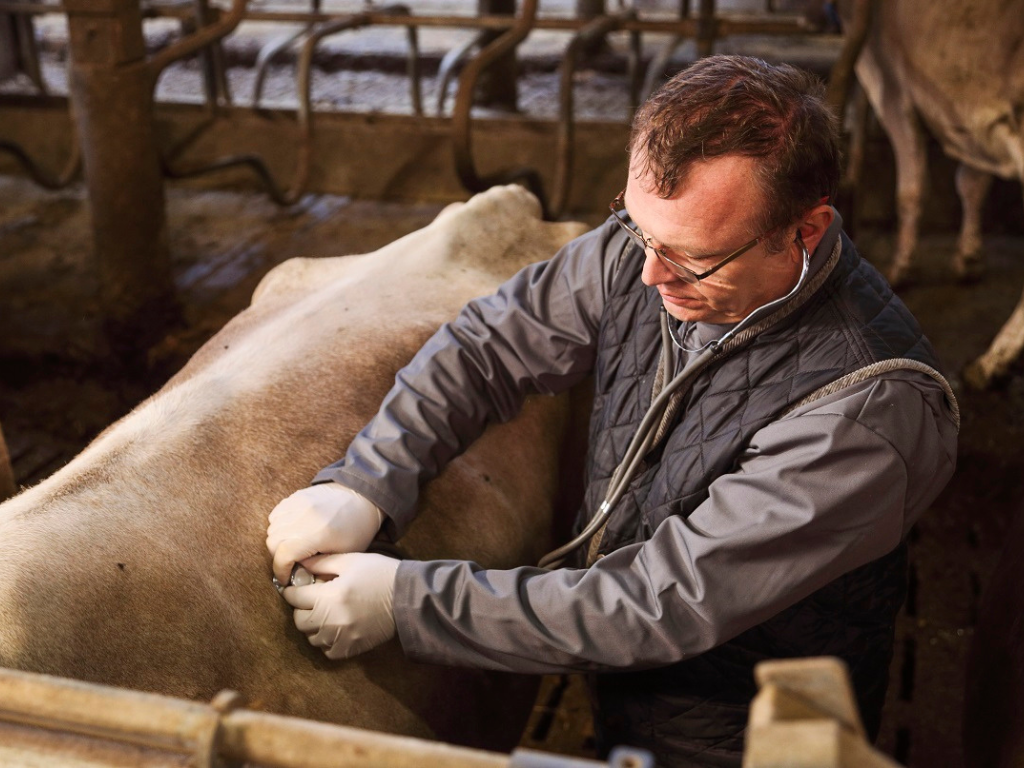 Ein Tierarzt untersucht eine Kuh