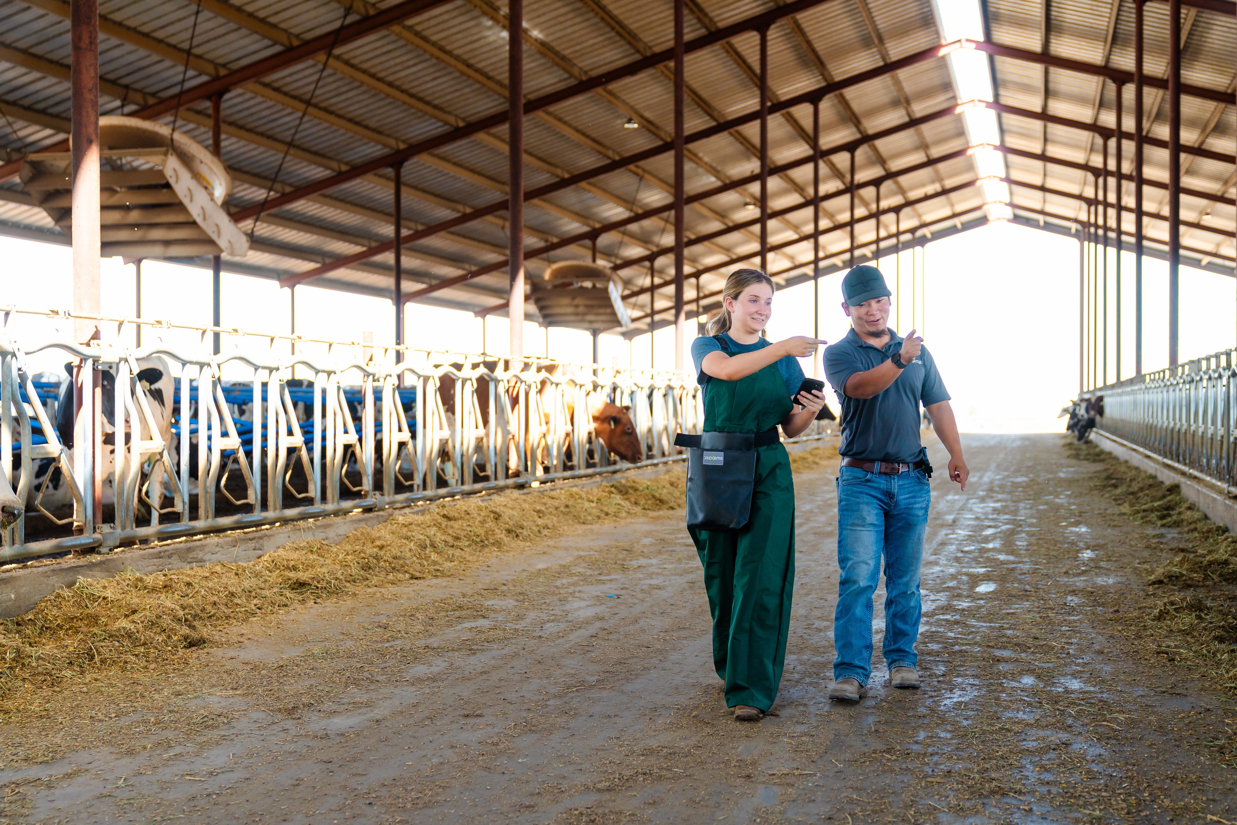 smaXtec employees walking in barn