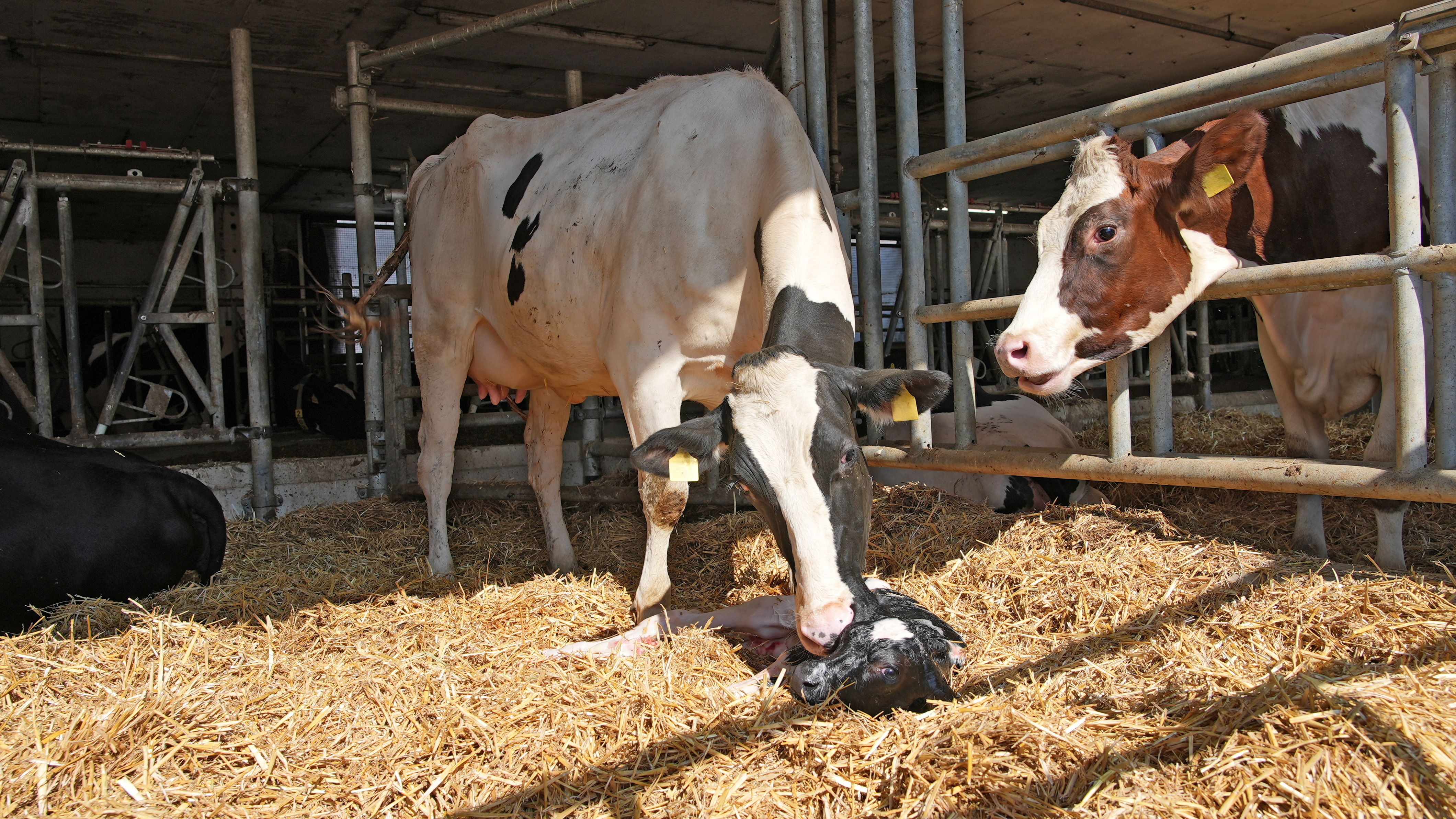 Cow licking her freshly born calf in the barn.