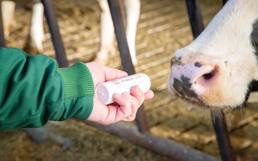 smaXtec consultant holding the bolus in front of a cow